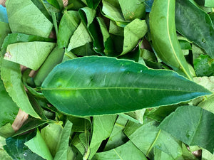Citrus Leaf